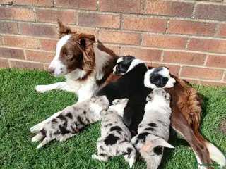 Border Collie dogs BORDER COLLIE PUPS - Advert 1