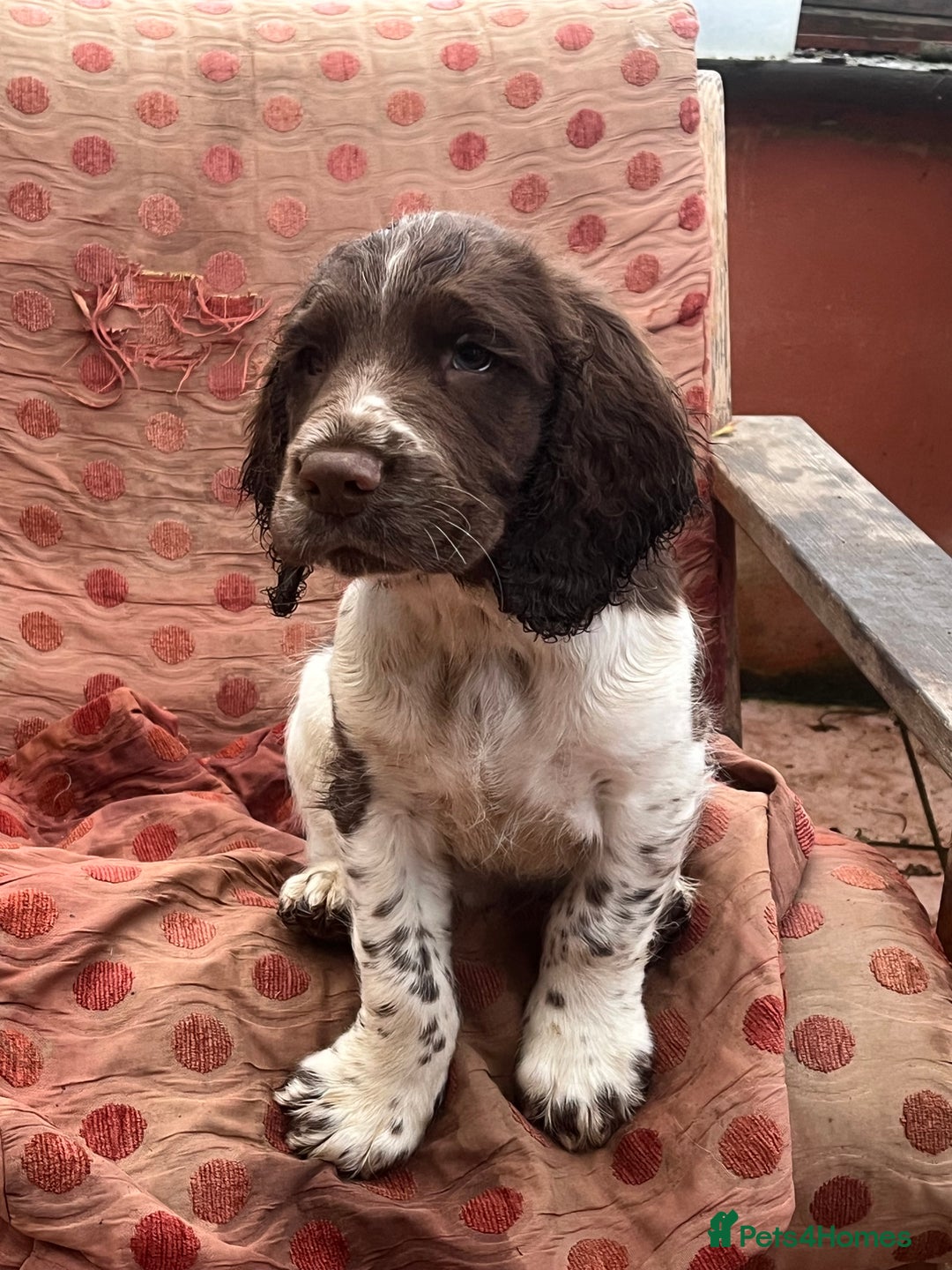 English Springer Spaniel dogs for sale: Springer spaniel puppies - Advert 20