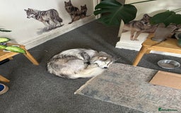 Siberian Husky dogs for sale: Husky Puppies  - Image 5