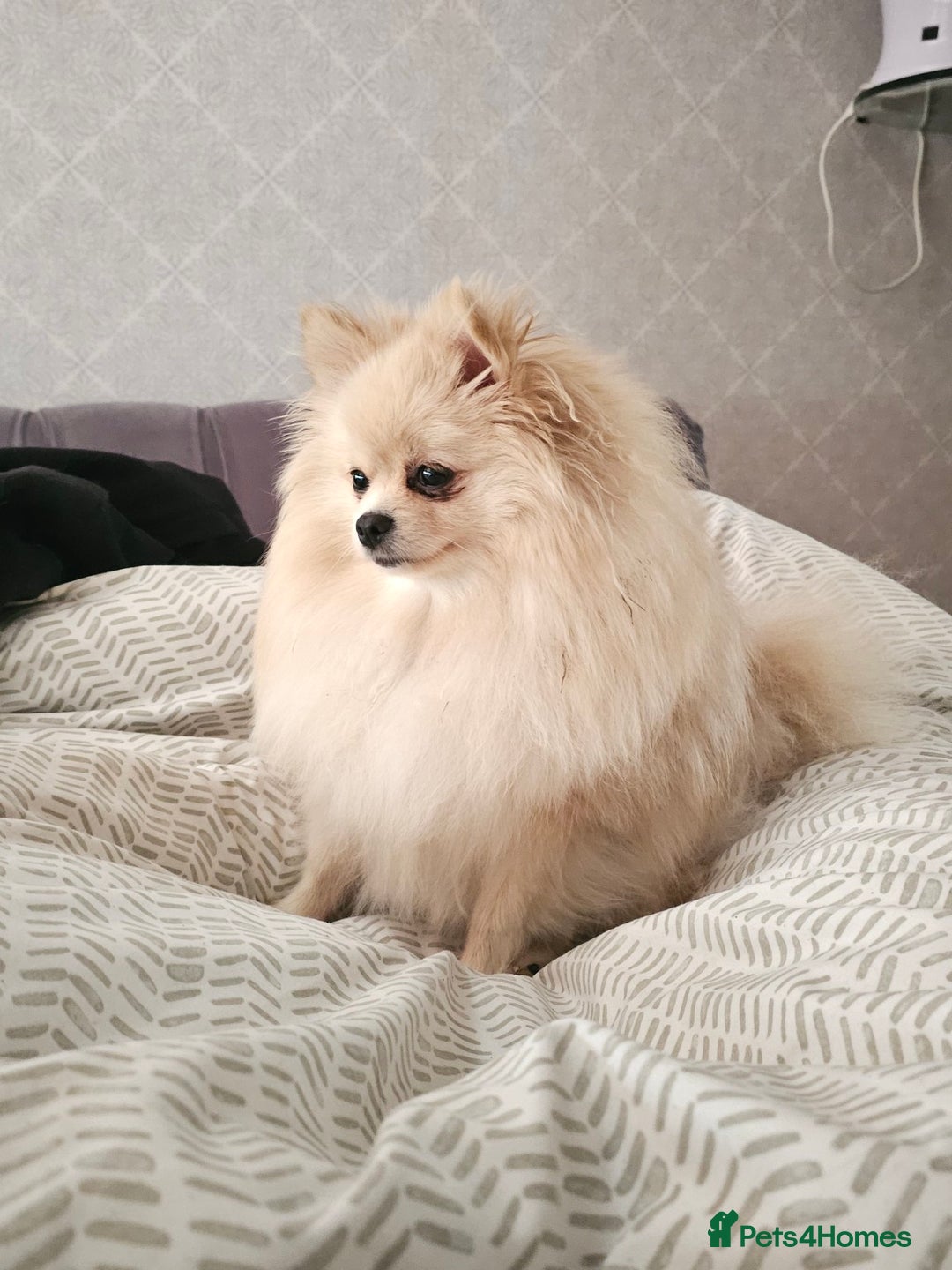 Pomeranian dogs for sale: 🐾 Beautiful Pomeranian Puppy Girl for Sale 🐾 - Advert 5