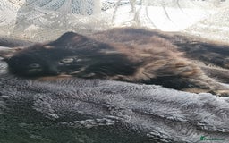 Mixed Breed cats for sale: Phoenix, Cloudy and Rose  - Image 8