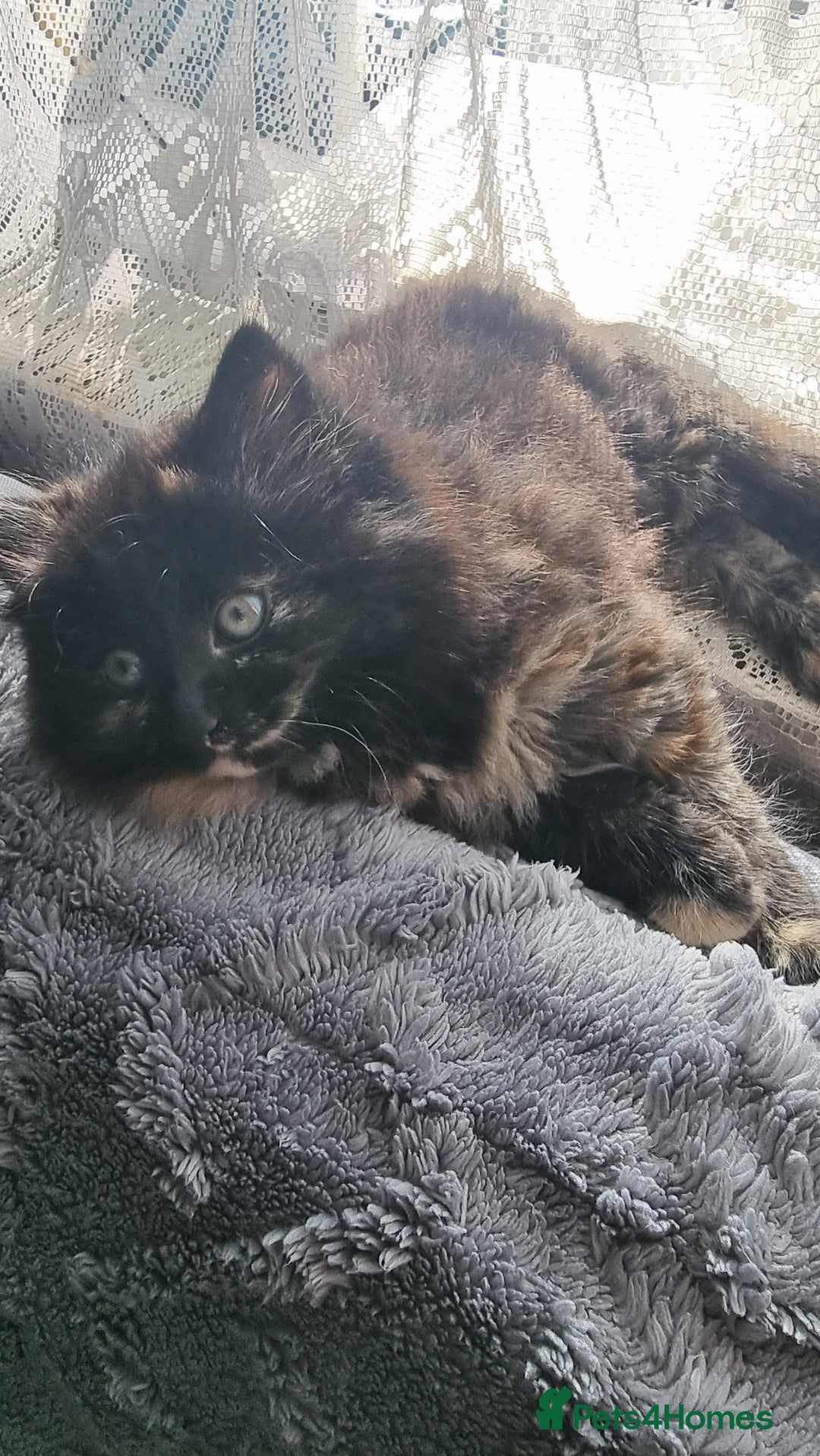 Mixed Breed cats for sale: Phoenix, Cloudy and Rose  - Image 8