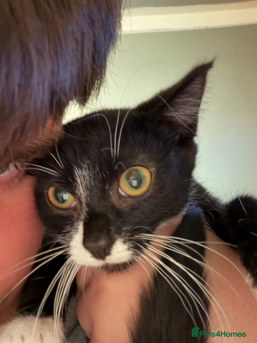 Mixed Breed cats for sale: 4x mixed breed kittens age 5 months old - Advert 8