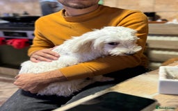 Bichon Frise dogs for adoption: Meet PACO - a Lovely little boy, for a Loving Home - Image 10