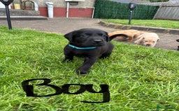Labrador Retriever dogs for sale: KC reg labs- working bloodline  in Lanark - Image 10