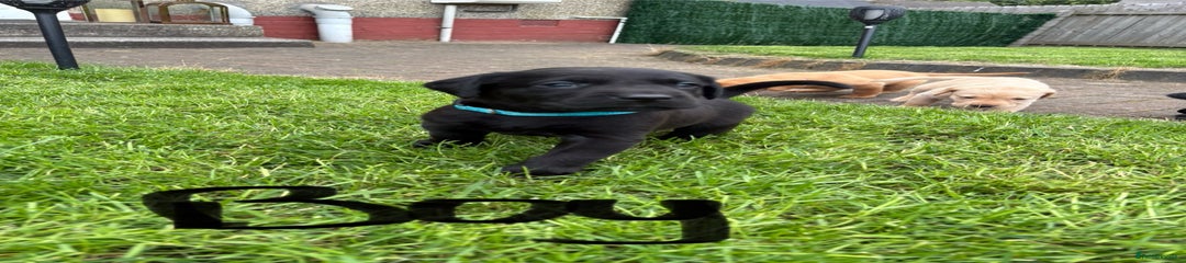 Labrador Retriever Puppy 2