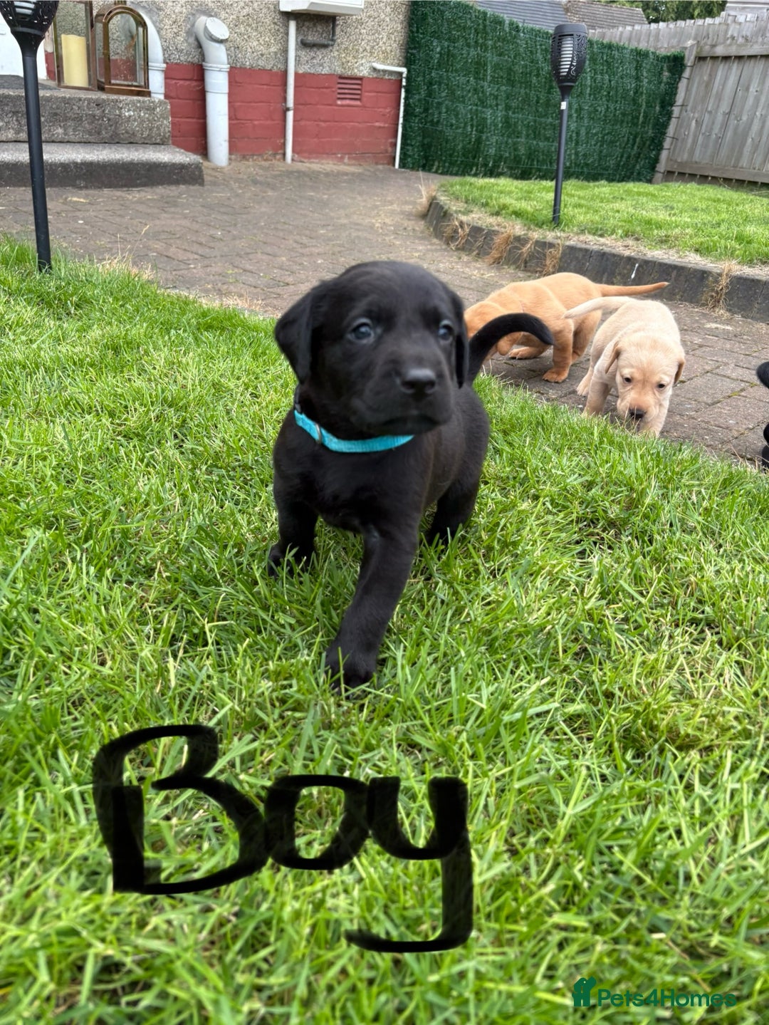 Labrador Retriever dogs for sale: KC reg labs- working bloodline  in Lanark - Image 10