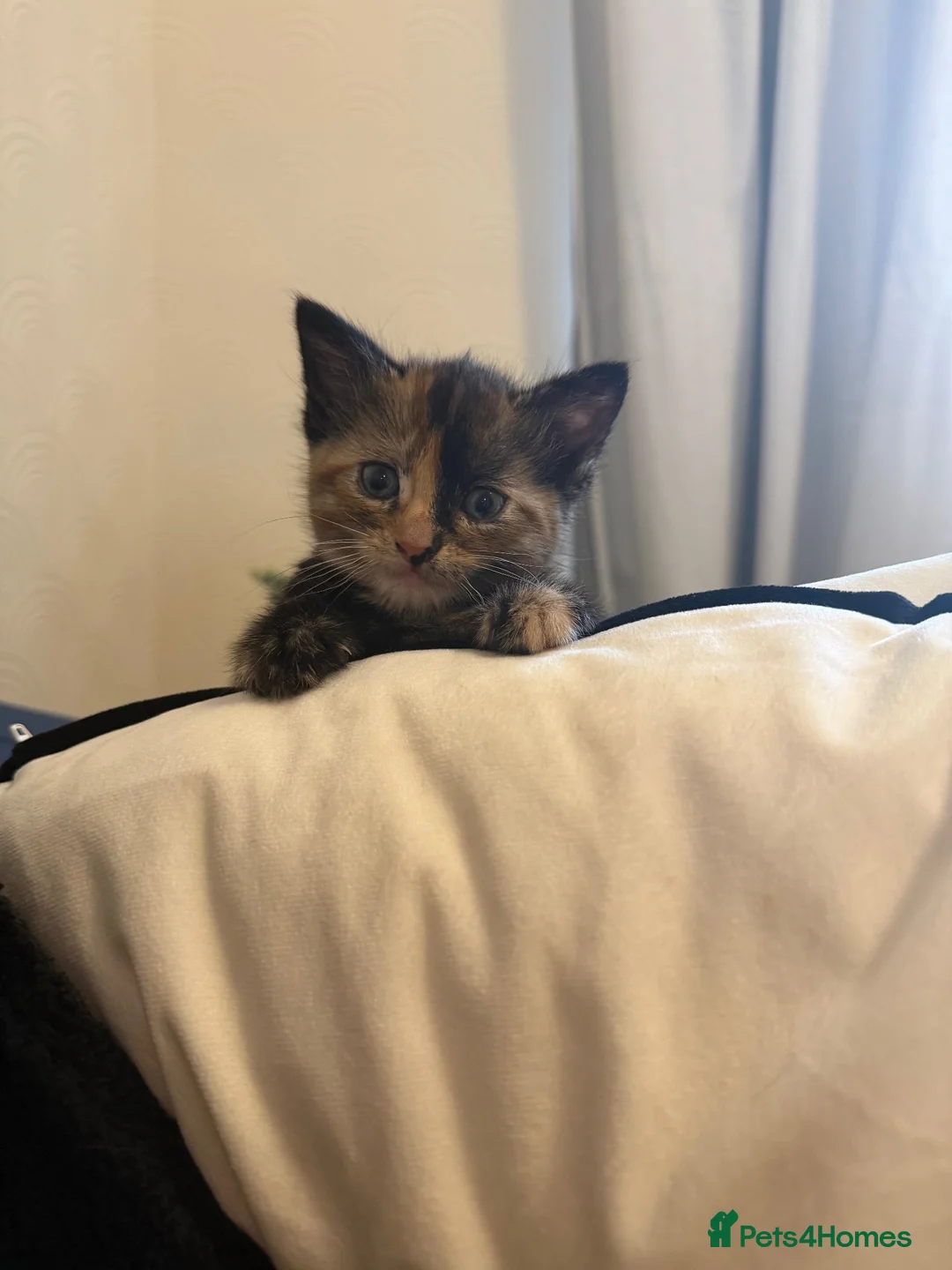 Mixed Breed cats for sale: Beautiful ragdoll cross kittens for sale  - Advert 8