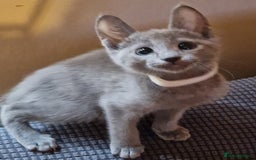 Russian Blue cats for sale: Pedigree Russian blue kittens  - Image 7
