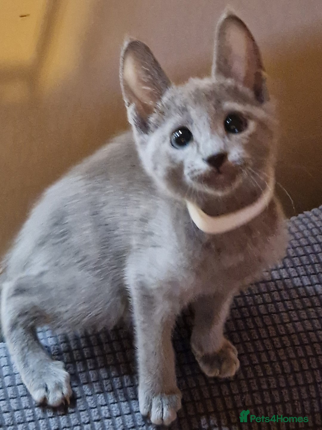 Russian Blue cats for sale: Pedigree Russian blue kittens  - Image 7