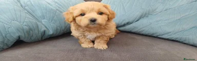 Maltipoo 4