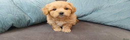 Maltipoo dogs for sale: Adorable Maltipoo Puppies for sale -2boys 3 girls. in Bromley - Advert 4