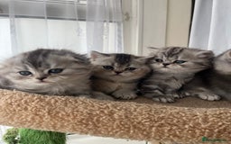 Scottish Fold cats for sale: Adorable Scottish Fold Kittens  - Image 10