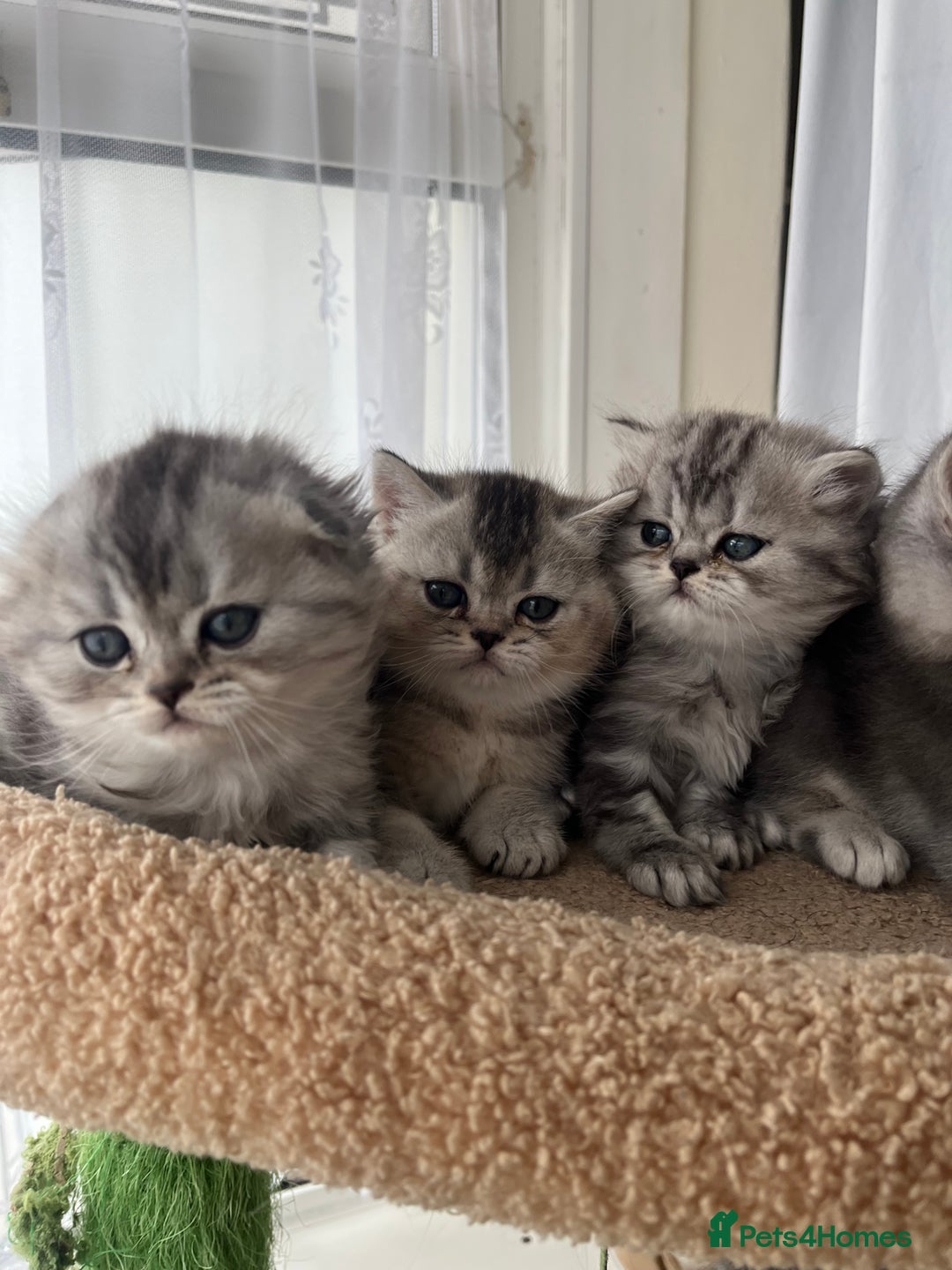 Scottish Fold cats for sale: Adorable Scottish Fold Kittens  - Image 10