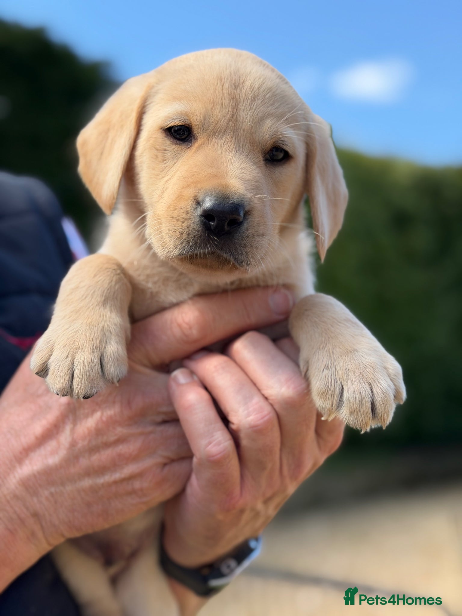 Labrador Retriever dogs OFTW Sire & FTW Dam KC reg FTCH Lines  Labradors  - Advert 2