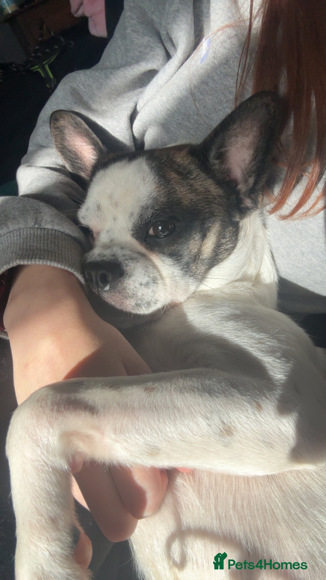 Jug dogs for sale: Max the jug  - Image 10