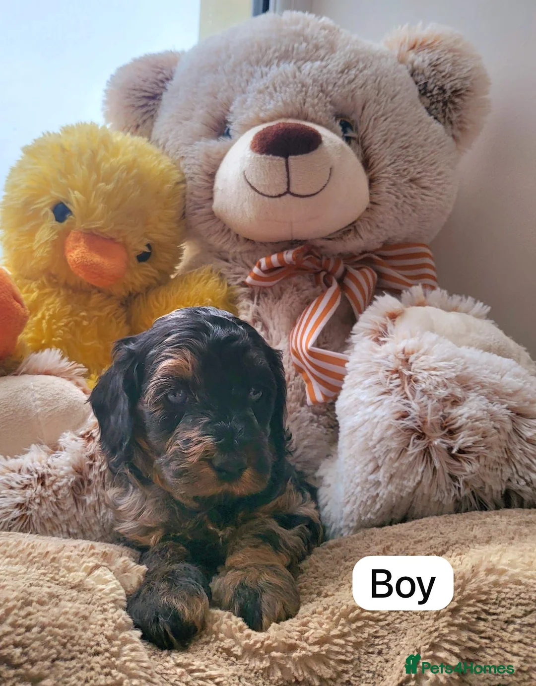Cavapoo dogs for sale: Cavapoo puppies  - Advert 1