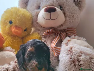 Cavapoo dogs Cavapoo puppies - Advert 5