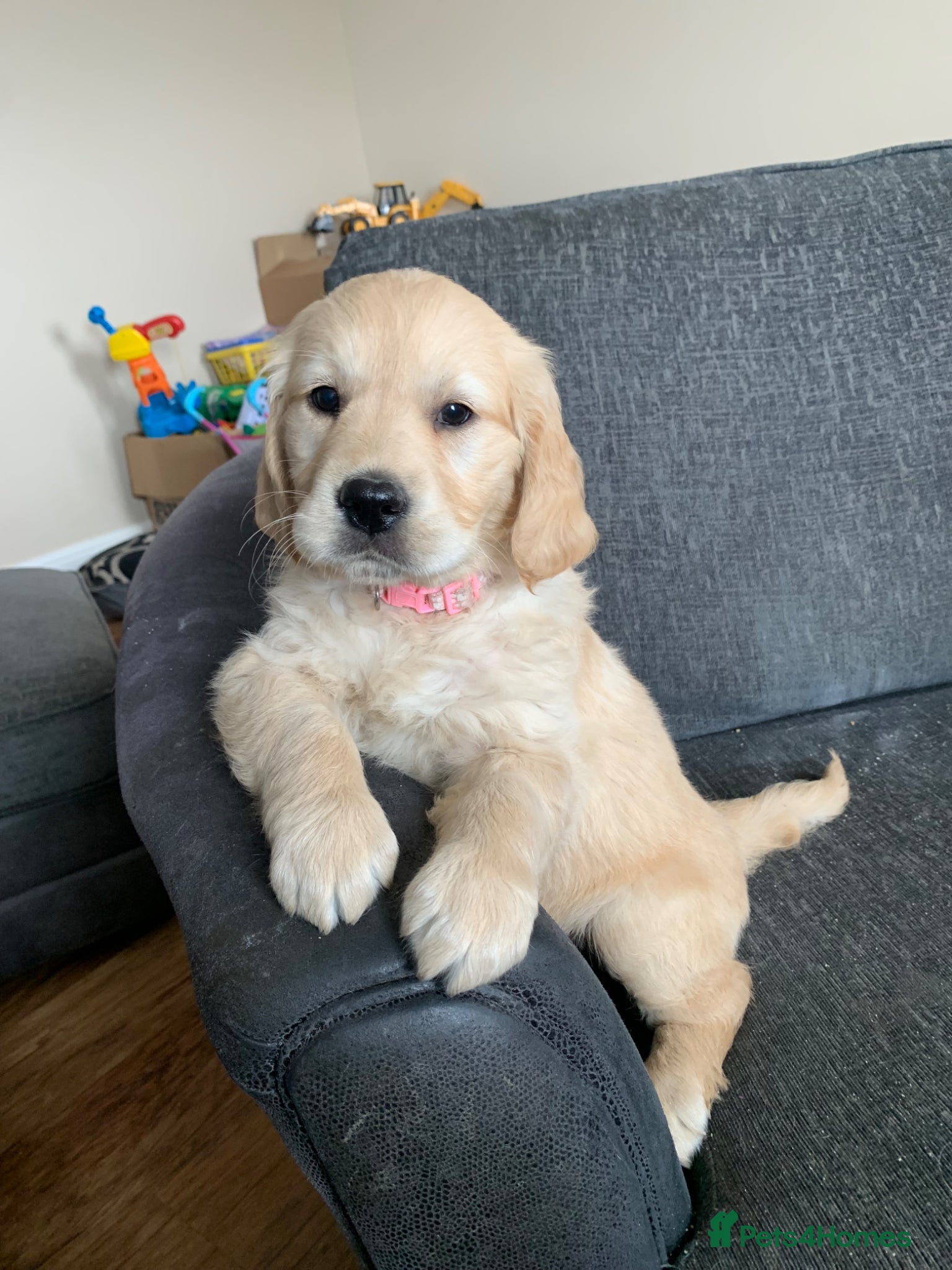 Golden Retriever dogs Golden Retriever Puppies Ready 13 April - Advert 1