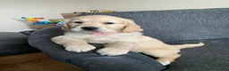 Golden Retriever dogs for sale: One girl remaining - Advert 2
