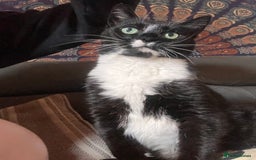 British Shorthair cats for sale: Darcie the tuxedo cat.  - Image 3
