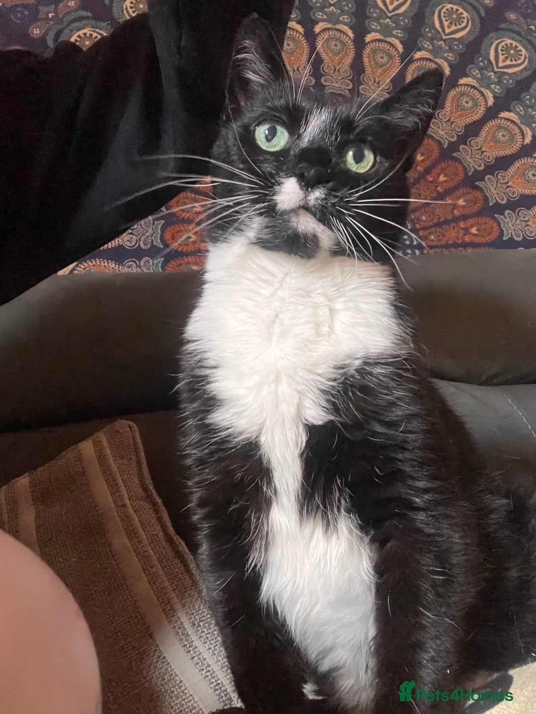 British Shorthair cats for sale: Darcie the tuxedo cat.  - Image 3