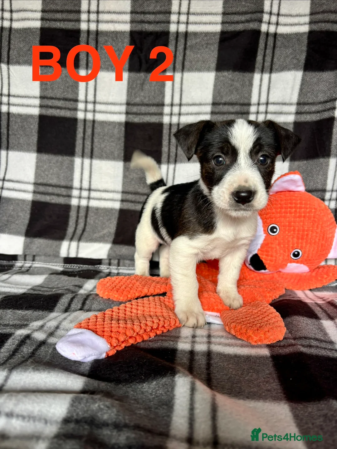 Jack Russell dogs for sale: Beautiful mixed litter in Sittingbourne - Advert 2