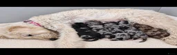 Labradoodle dogs for sale: Unique Multigen🧸 Merle&Tan Teddybear Labradoodles - Advert 1