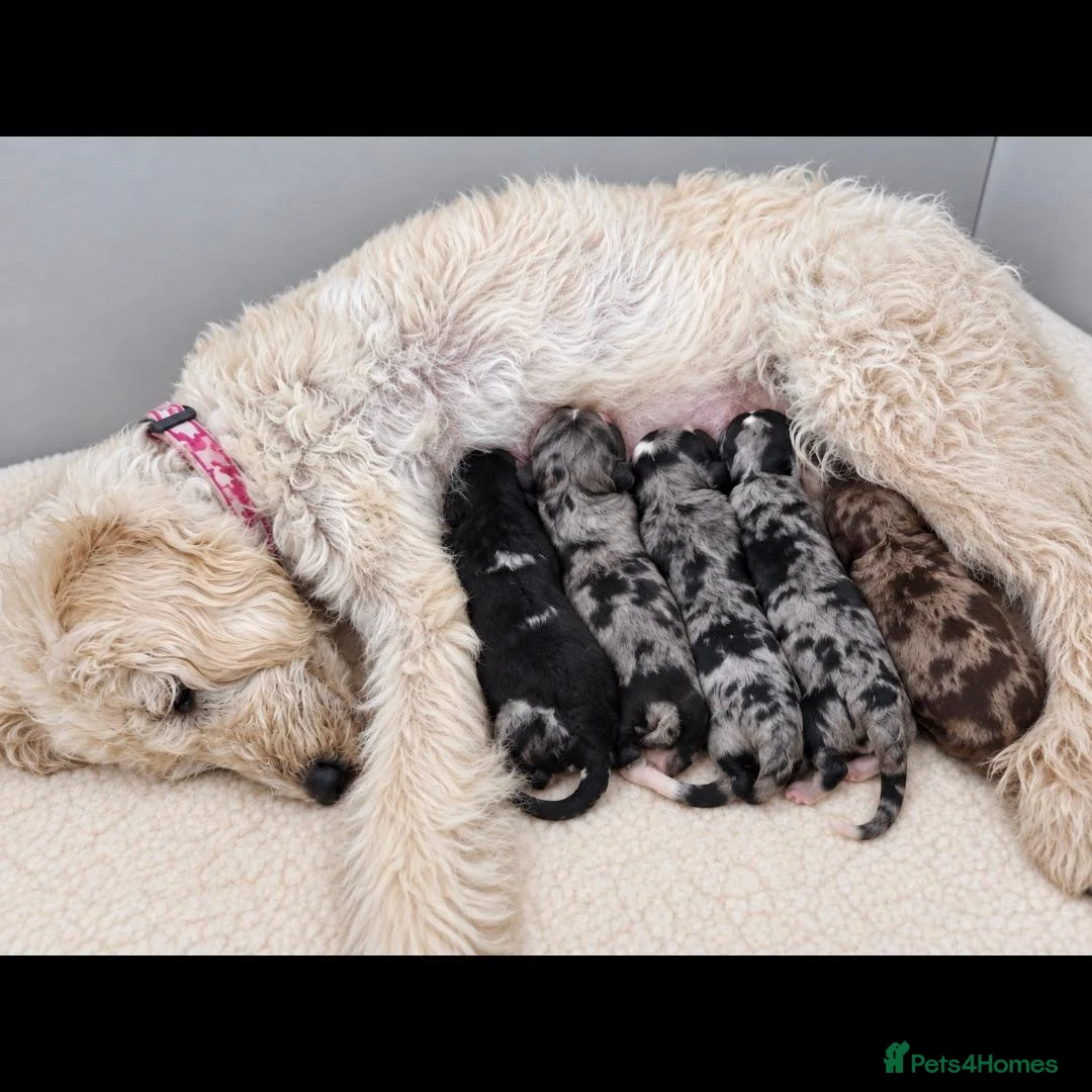 Labradoodle dogs for sale: Unique Multigen🧸 Merle&Tan Teddybear Labradoodles - Advert 1