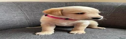 Labrador Retriever dogs for sale: Labrador Puppies  - Advert 6