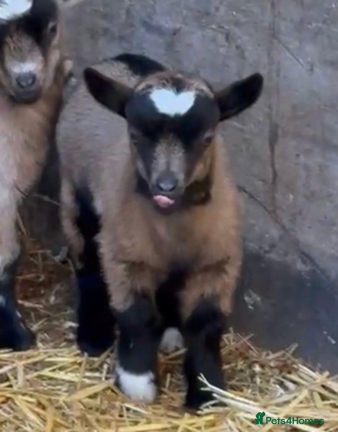 Goats livestock for sale: BOTTLE FED BABY BOY , READY NOW . ALSO BABY GIRL  - Advert 5