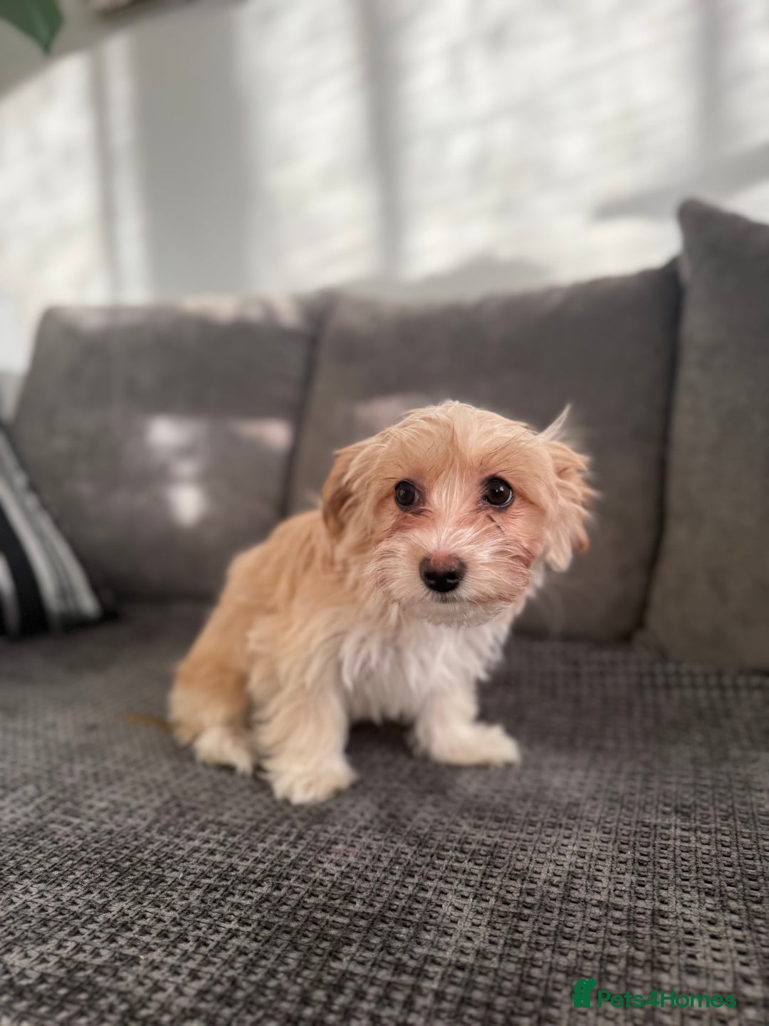 Morkie dogs for sale: Beige morkie  - Advert 4