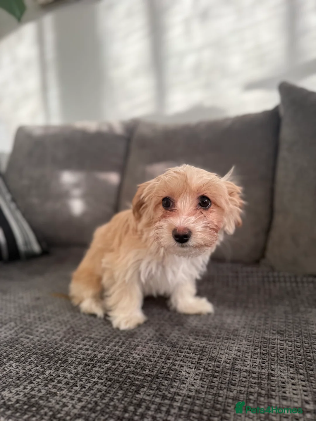 Morkie dogs for sale: Beige morkie  - Advert 4