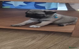 Pug dogs for sale: chipped✔️ 1st vac✔️ 2nd vac✔️ vet health check✔️  - Image 14