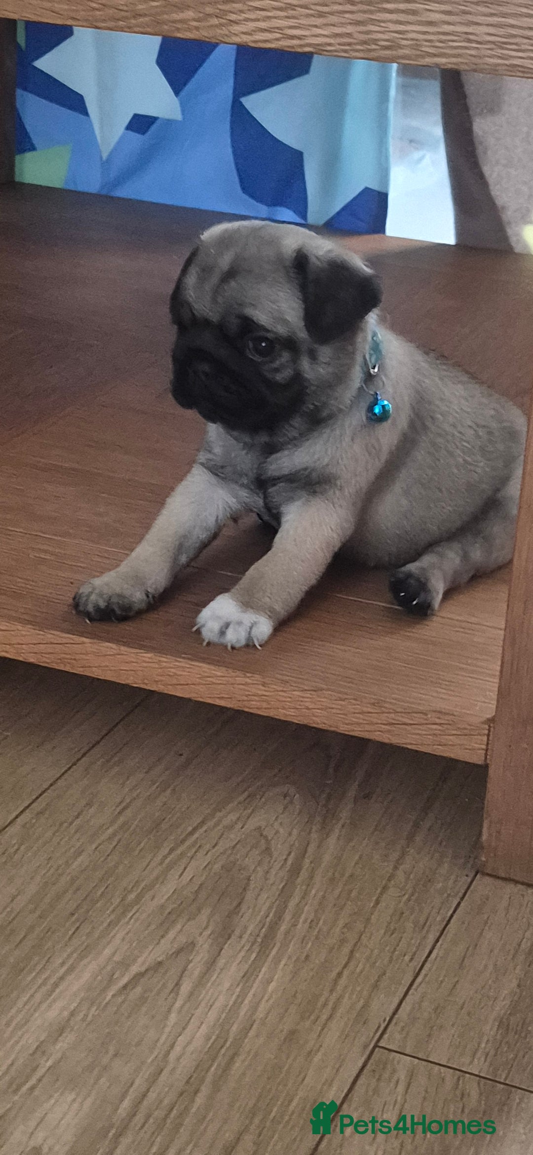 Pug dogs for sale: chipped✔️ 1st vac✔️ 2nd vac✔️ vet health check✔️  - Image 14