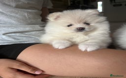 Pomeranian dogs for sale: Adorable White Teddy-Bear Pom Puppies! - Image 34