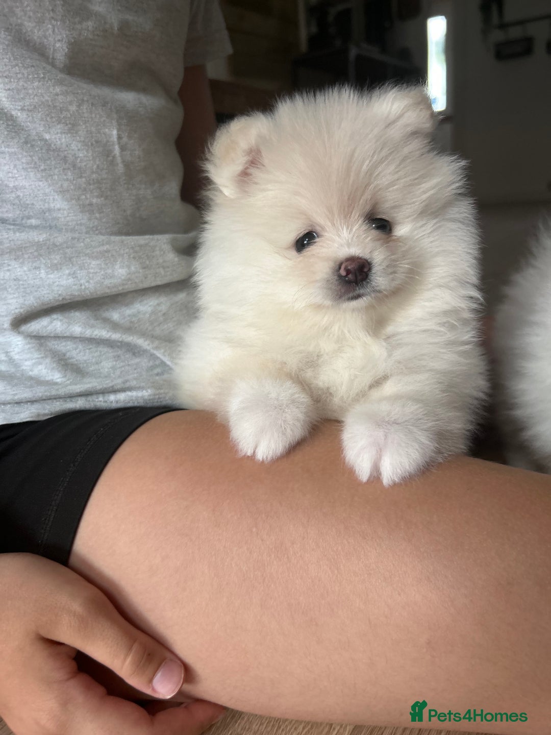 Pomeranian dogs for sale: Adorable White Teddy-Bear Pom Puppies! - Image 34
