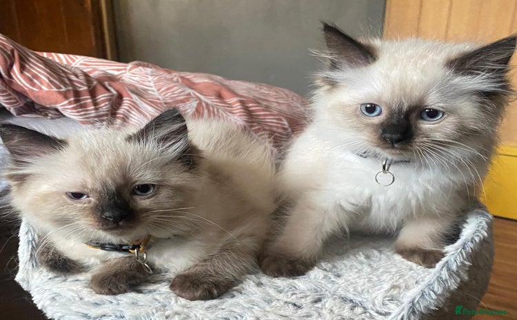 Ragdoll cats - Advert 7