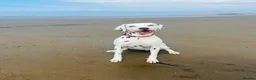 Dalmatian dogs for sale: 8 year old Dalmatian - Polly - liver spotted - Advert 6