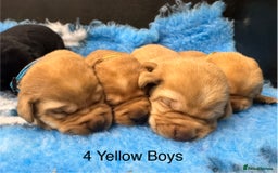 Labrador Retriever dogs for sale: Kennel Club Registered Labrador puppies  - Image 17