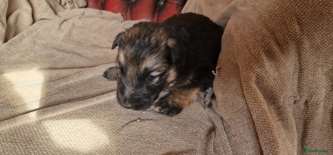 German Shepherd dogs for sale: Long-Haired Straight Back German Shepherd Puppies - Image 25