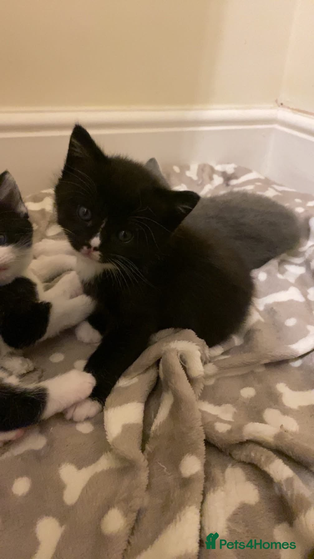 British Shorthair cats Two Lovely Male Kittens. Playful & Well Trained - Advert 9