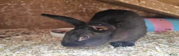 Mixed Breed rabbits for sale: Mixed bread bunnies variety of colours in Haverfordwest - Advert 9