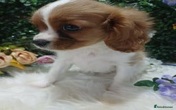 Cavalier King Charles Spaniel dogs for sale: READY kc, health tested girl - Image 5