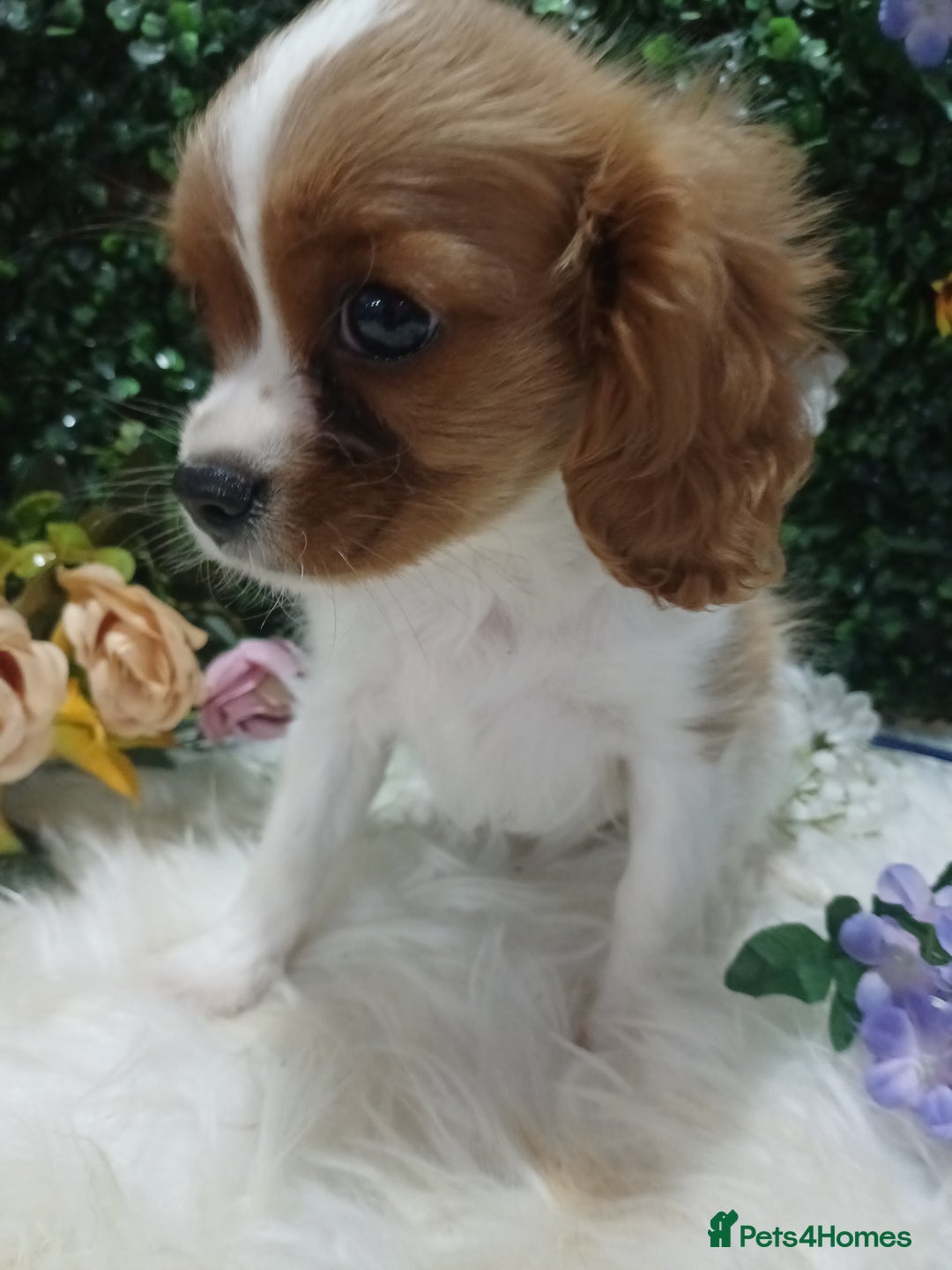 Cavalier King Charles Spaniel dogs for sale: READY kc, health tested girl - Image 5