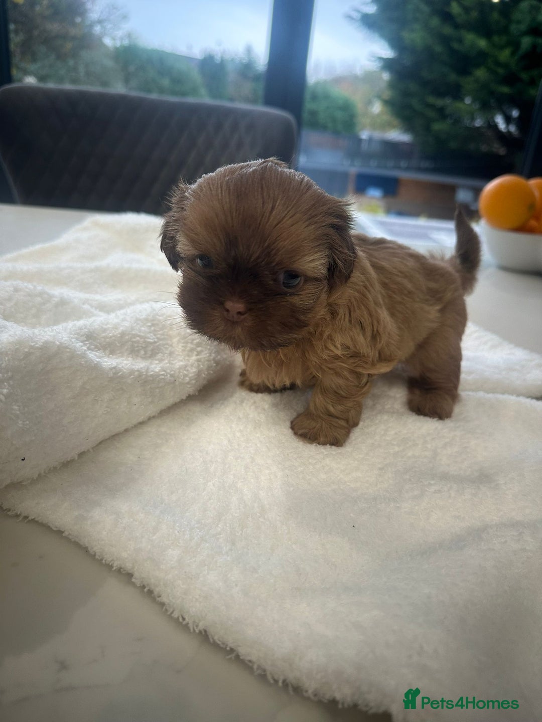 Shih Tzu dogs for sale: 🐶Imperial ShihTzu Puppies–Exceptional Bloodline🐶 - Image 15