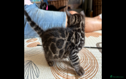 Bengal cats for sale: 4 Rare Tica Registered Bengal Kittens - Image 18