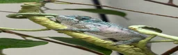 Chameleon reptiles for sale: Blue Ambanja Panther Chameleons  - Advert 3