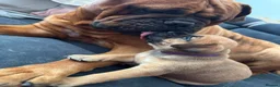 Bullmastiff dogs for sale: Bullmastiff Puppies Available - Advert 21