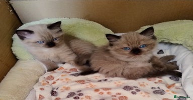 Ragdoll cats - Advert 15